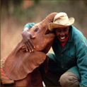 Baby elephant and David Sheldrick